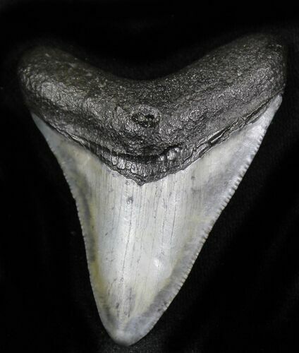 Juvenile Megalodon Tooth - Venice, Florida #21940